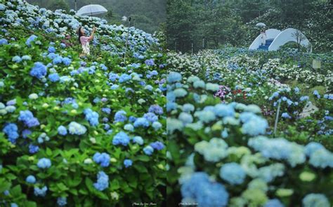 繡花球|【2024陽明山繡球花】滿開！竹子湖繡球花季最新花。